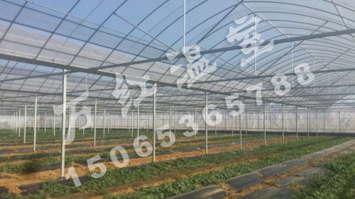 邢臺草莓育苗薄膜智能溫控大棚