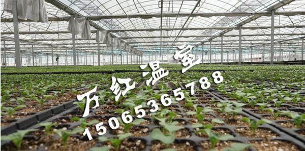 甘肅智能育苗連棟溫室大棚