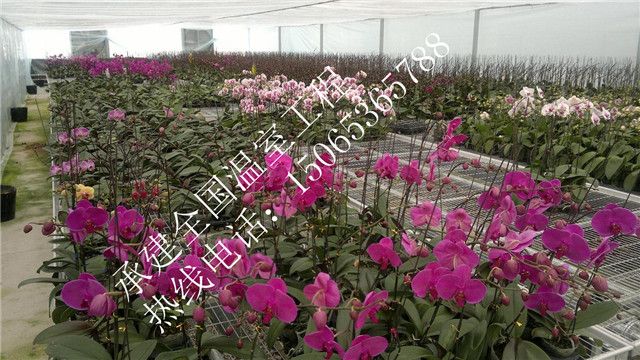 寧夏農(nóng)墾事業(yè)管理局現(xiàn)代種苗繁育中心智能連棟溫室項(xiàng)目