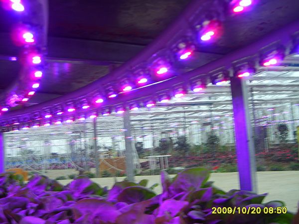 LED植物生長燈帶